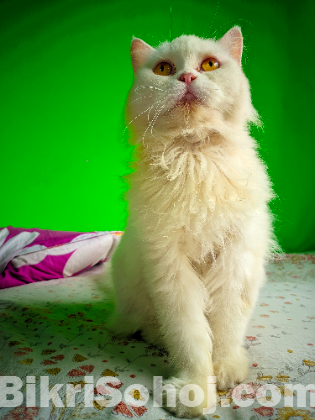 Persian Adult female